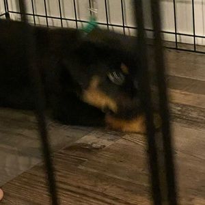 Meet your Posher, Penelope